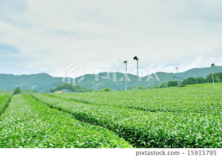 Tea gardens in Wakki Town and early summer with a copy space of blue sky Tea gardens in Wakki Town and early summer with a copy space of blue sky 15915795