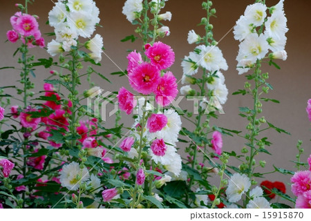 Pink and white tattoo 15915870