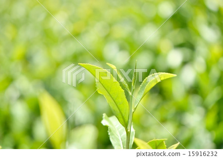 日本茶的年輕芽特寫鏡頭 15916232