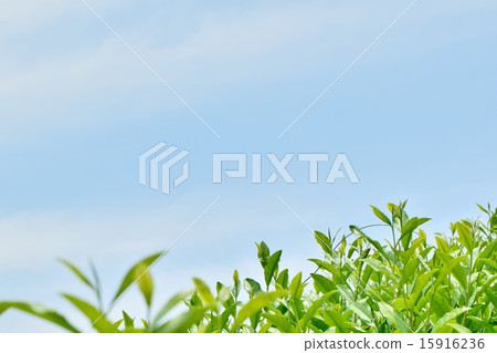 Closeup of young buds of Japanese tea 15916236