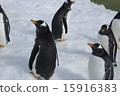 Penguin 15916383