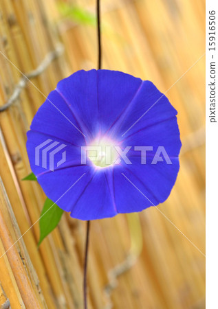 Close-up of reed blinds and morning glory 15916506