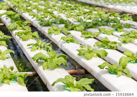 Hydroponics vegetable farm  15916664