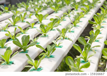 Hydroponics vegetable farm  15916667
