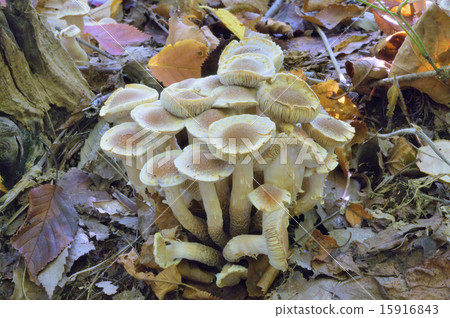 Kuritake Kuritake 15916843