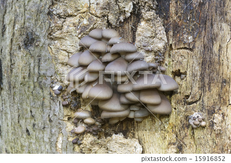 Hiratake Hiratake 15916852