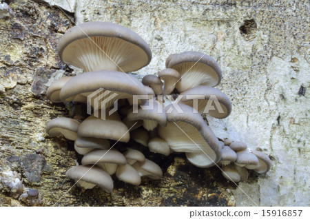 Hiratake Hiratake 15916857