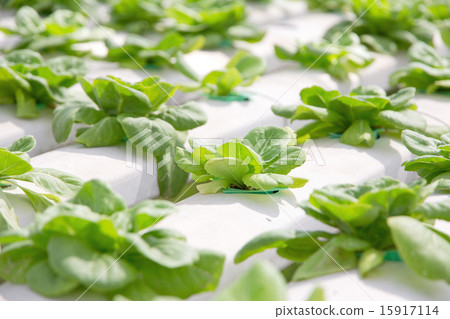 Hydroponics vegetable farm 15917114