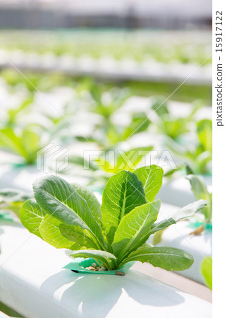 Hydroponics vegetable farm 15917122
