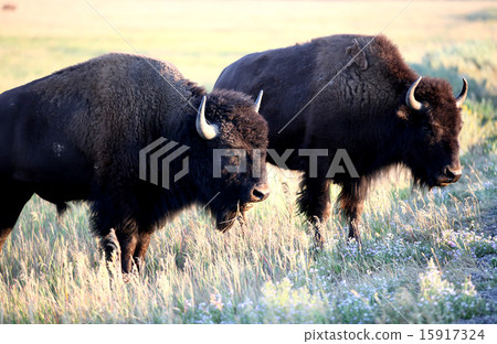 Grand Teton National Park Jackson Hole, Buffalo in the Prairie at dusk 15917324