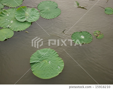 古荷葉Isauma海濱再生項目 15918210