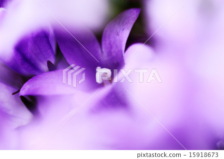 Campanula Bellflowers 15918673