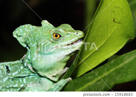 Close up of Green Basilisk Lizard 15918683