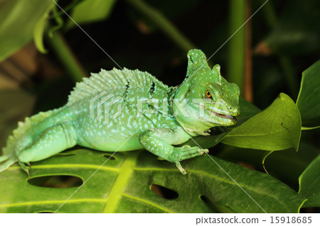 Basiliscus plumifrons 15918685