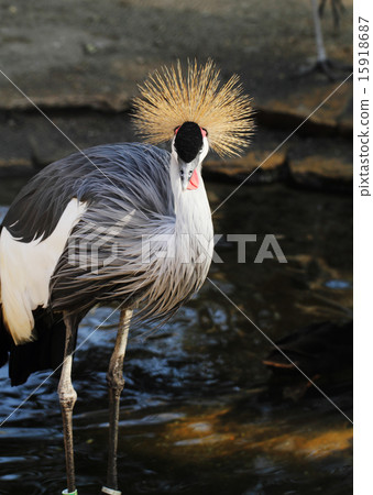 Balearica regulorum 15918687