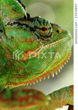 Chamaeleo calyptratus 15918697