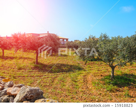 Olive garden at the farm on an island Favignana Olive garden at the farm on an island Favignana 15918823