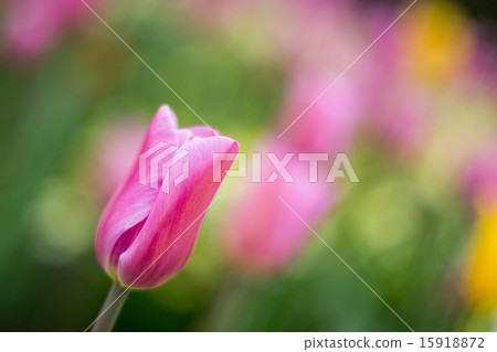 Spring Flowers Spring Flowers 15918872