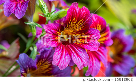 Spring flowers Spring flowers 15918908