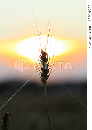 Fields of wheat Fields of wheat 15919001