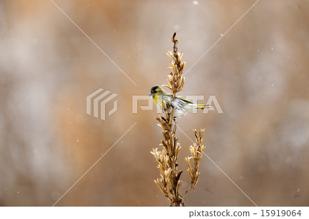 Mahiwa Mahiwa 15919064