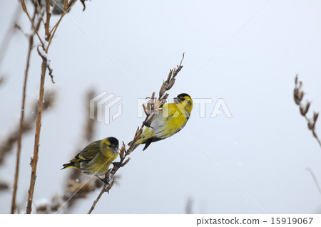 Mahiwa Mahiwa 15919067