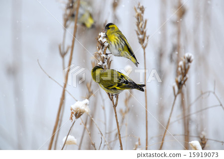 Mahiwa Mahiwa 15919073