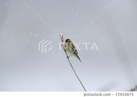 Mahiwa Mahiwa 15919075