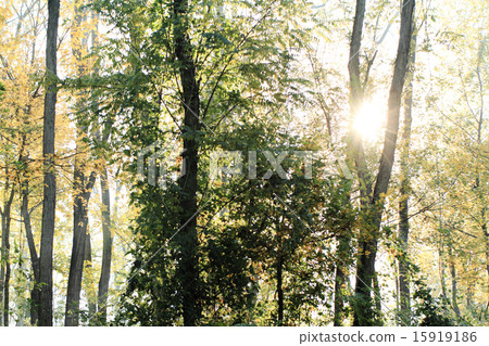 Autumn park 15919186