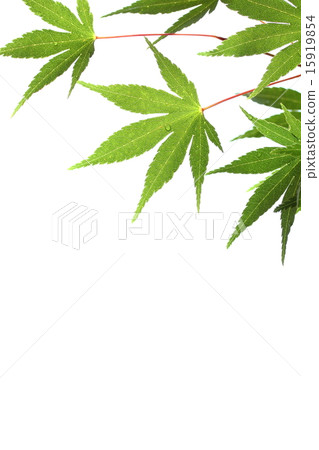 Summer background material 15919854