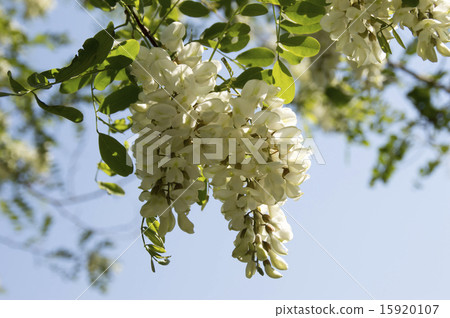 Flower of falseacacia Flower of falseacacia 15920107