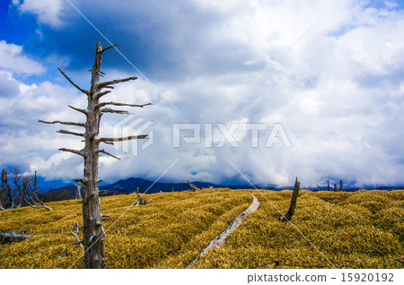 Dead wood in the wilderness 15920192