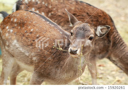 Cute deer 15920261
