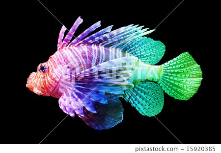 Pterois volitans, Lionfish - Isolated on black 15920385