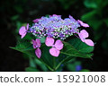 Beautiful flowers in the rainy season 15921008