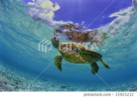 Sea turtle swimming at the beach Sea turtle swimming at the beach 15921212