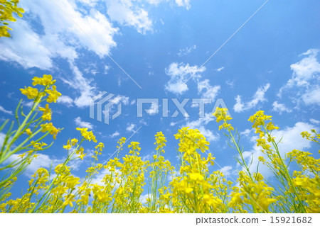 強姦花和藍天（廣角） 15921682