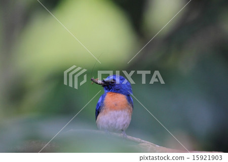 Malaysian Blue Flycatcher mating insects 15921903