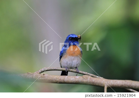 Malaysian Blue Flycatcher mating insects 15921904