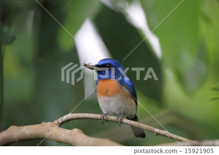 馬來西亞藍姬鷸交配昆蟲 15921905