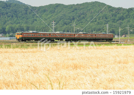 Line 115 train running on wheat field of wheat and autumn 15921979