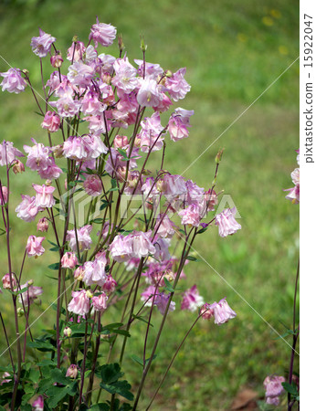 Western oedamaki 15922047