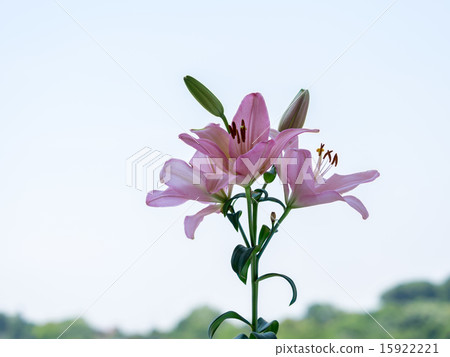 藍天背景天空百合 15922221