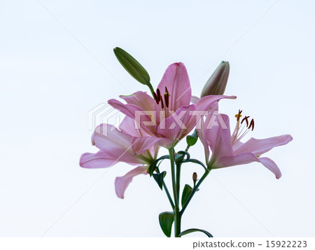 藍天背景天空百合 15922223