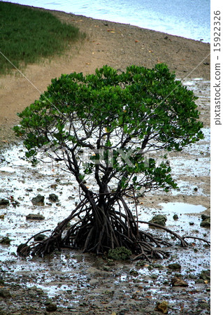 八重山hirugi 八重山hirugi 15922326
