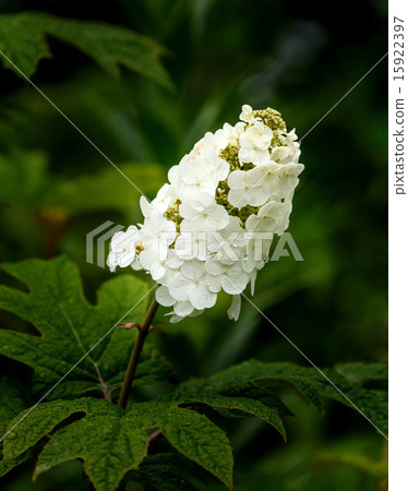 Kashiwaba繡球花 15922397