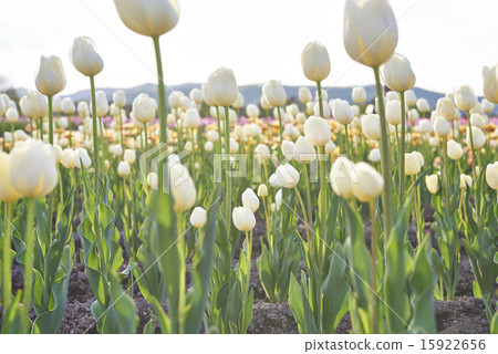 北海道Kamiyubetsu鬱金香 北海道Kamiyubetsu鬱金香 15922656