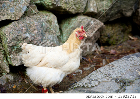 Close up of white farm chicken Close up of white farm chicken 15922712