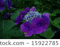 Kasakura的繡球花 15922785
