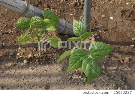 Green beans Green beans 15923287